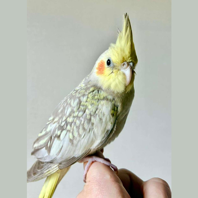 Photo of Earl