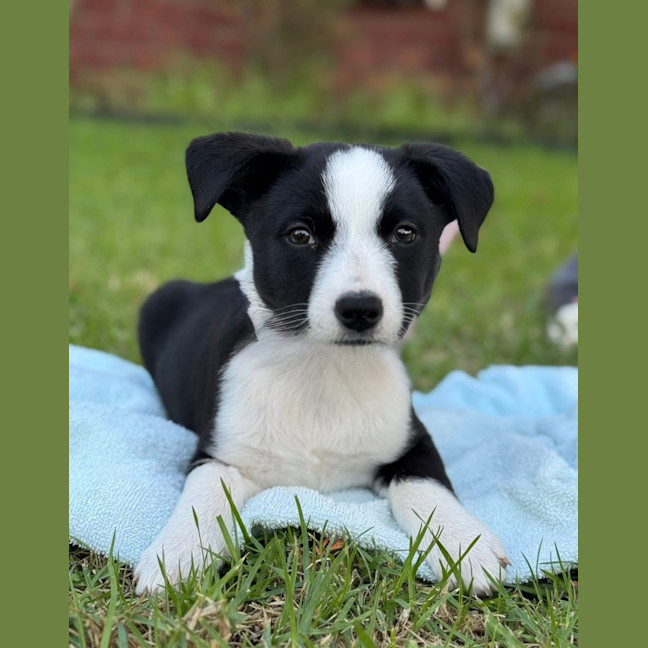 Photo of White Knight 