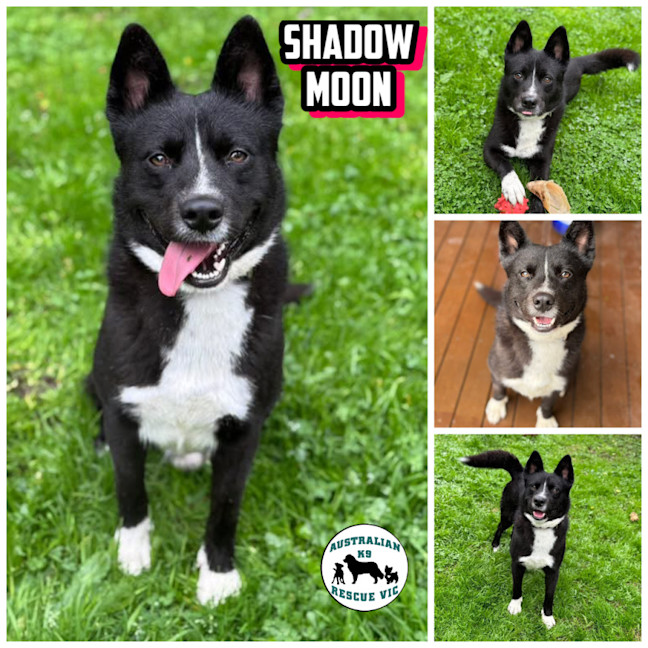Photo of Shadow Moon 