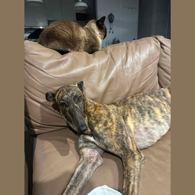 Photo of Winnie, The Greyhound
