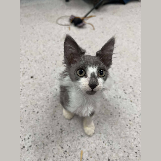 Photo of Fuzz