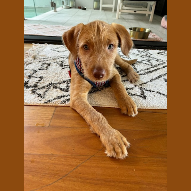 Photo of Toffee