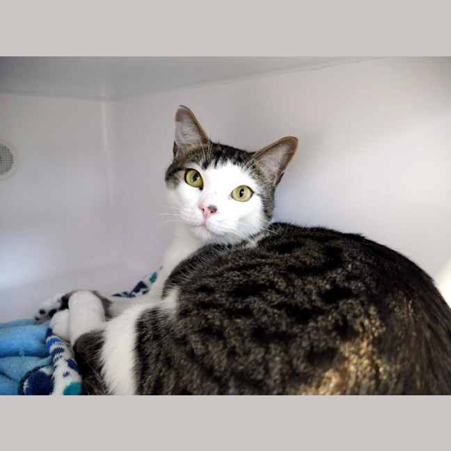 Photo of Milo Sua013093