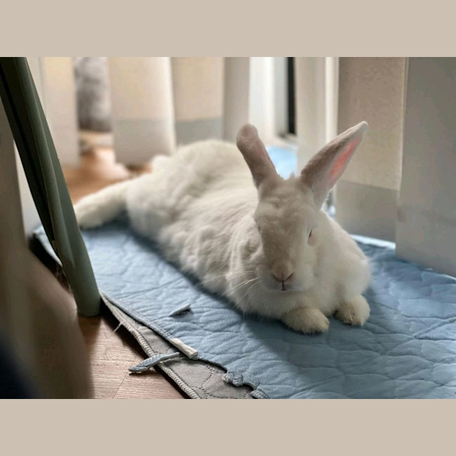 Photo of Alon (W Just Millie)