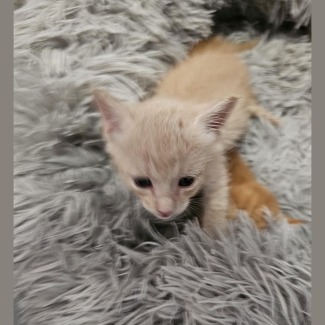 Photo of Gingerbread