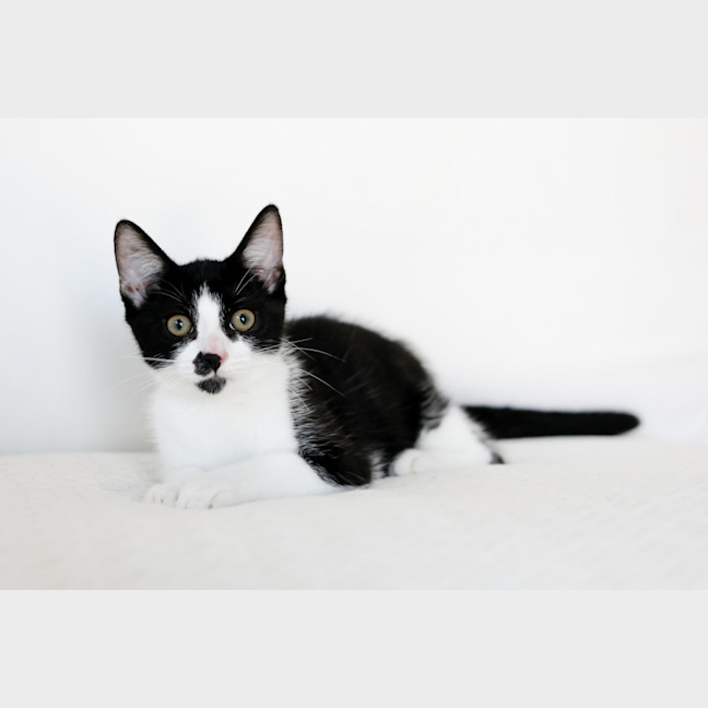 Photo of Archie
