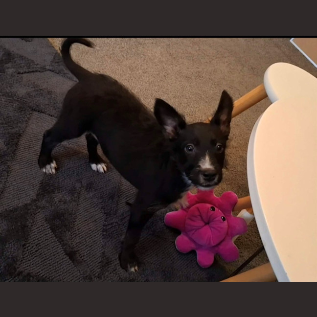 Photo of Bindi