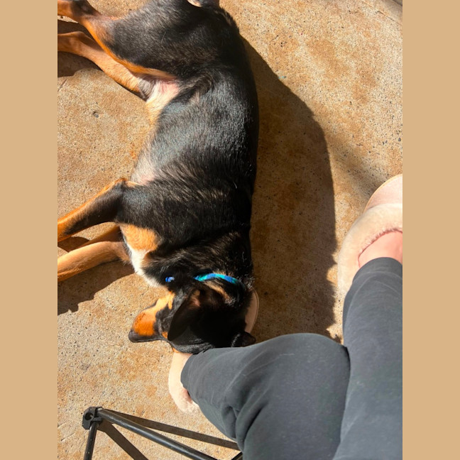 Photo of Draco