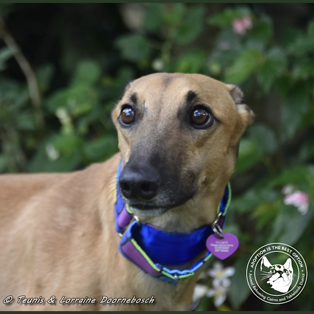 Photo of Mickey (Racing Name Mcnulty)