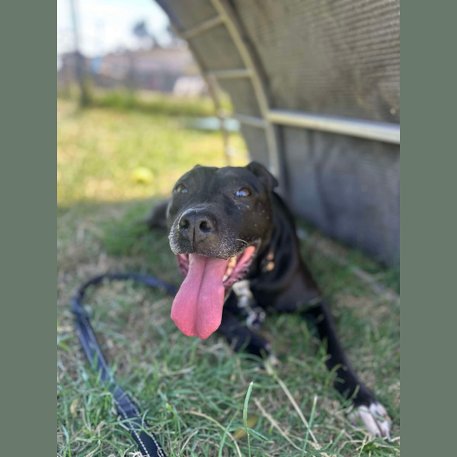 Photo of 🍂 Sienna 5634 🍂