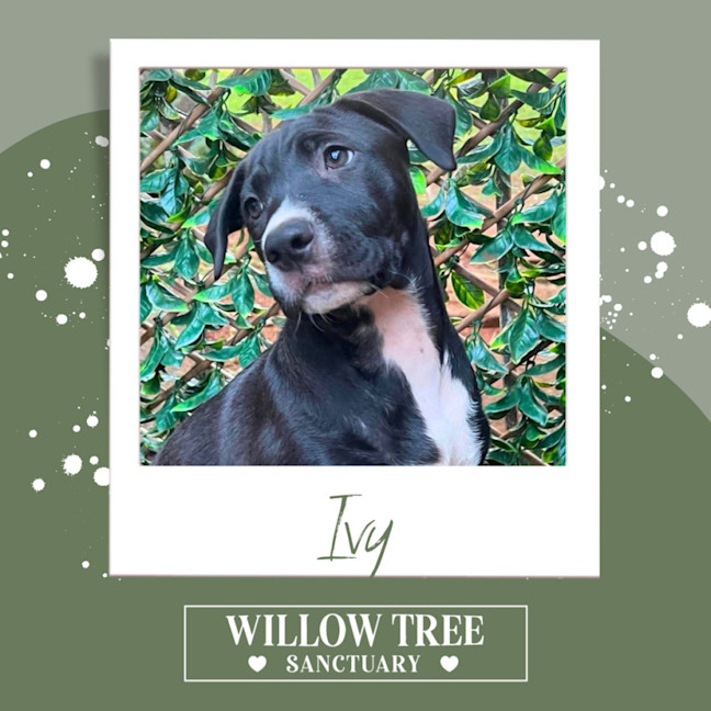 Photo of Ivy