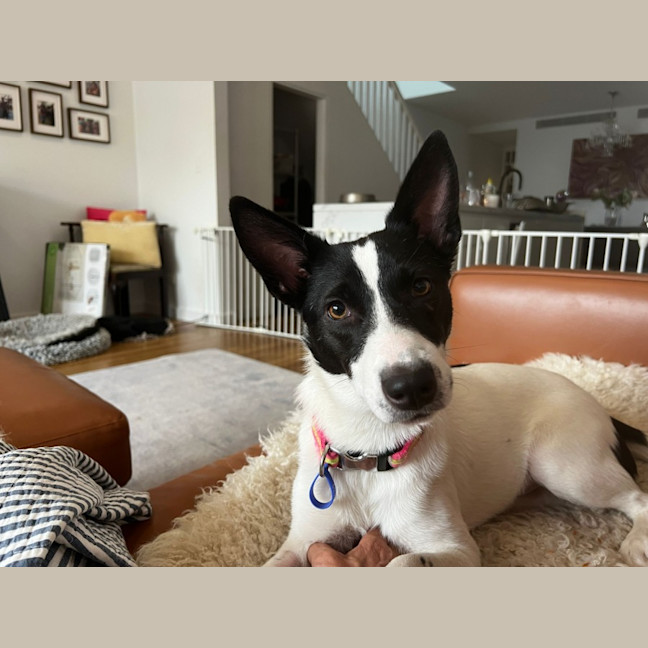 Photo of Kiki   1 Year Old Cattle Dog X