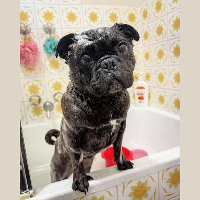 Photo of 🍇Raisin🍇