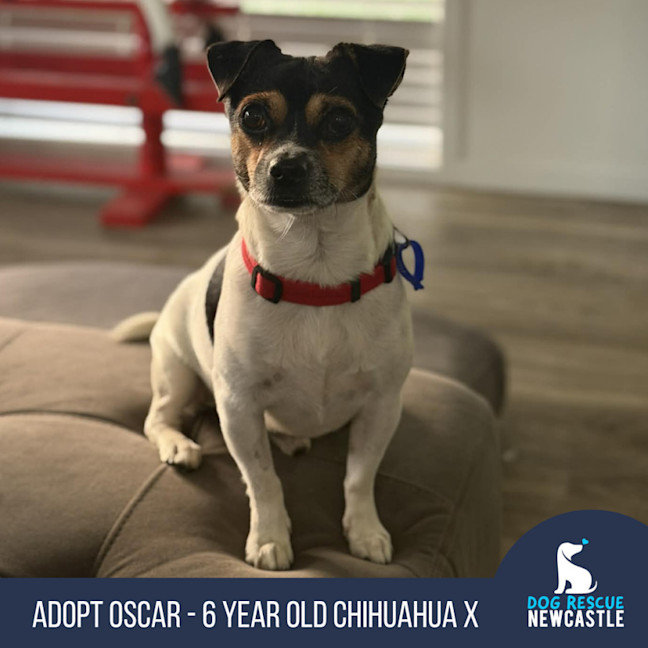 Photo of Oscar   6 Year Old Chihuahua X