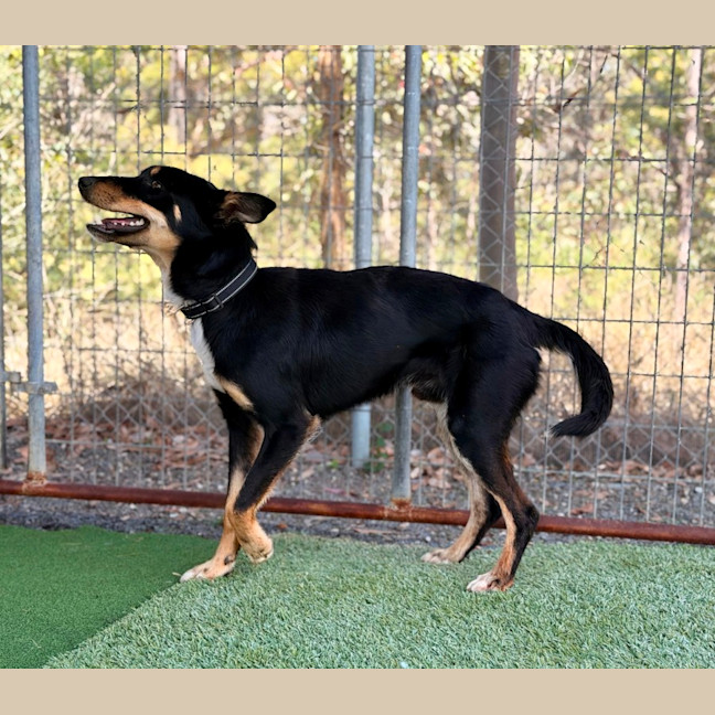 Photo of Rowdy 