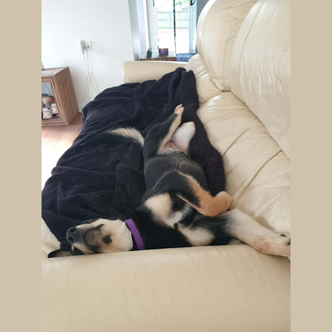 Photo of Ally   6 Month Old Kelpie X