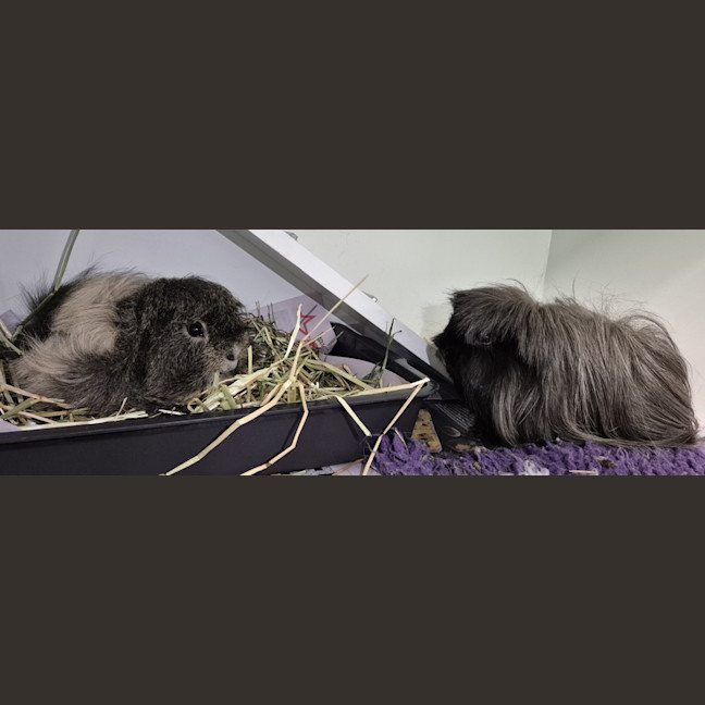 Photo of Coco (Bonded To Patch)