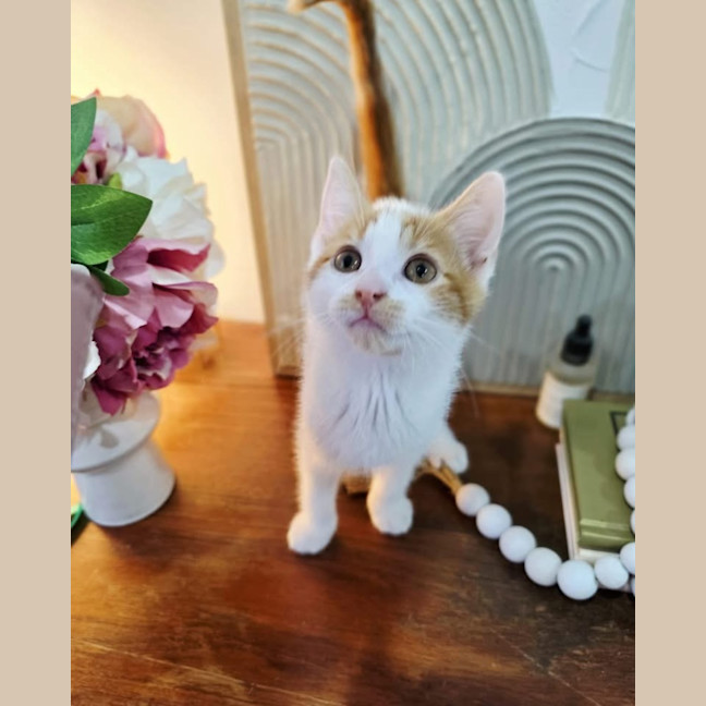Photo of Sage