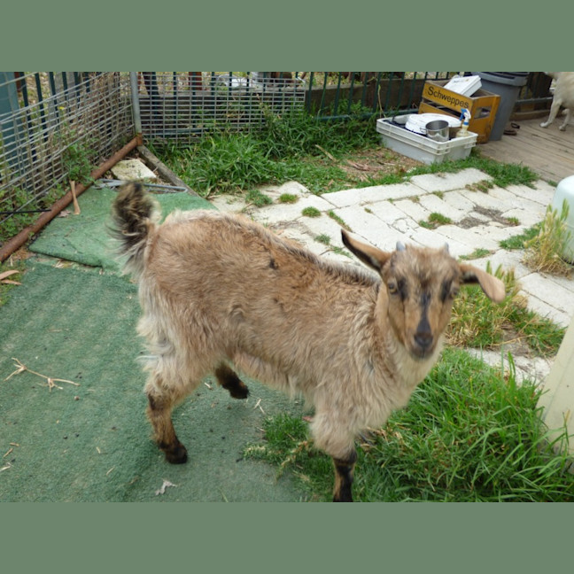 Photo of Cappuccino/Nessi 