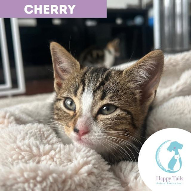 Photo of Cherry