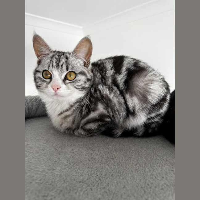 Photo of Remy