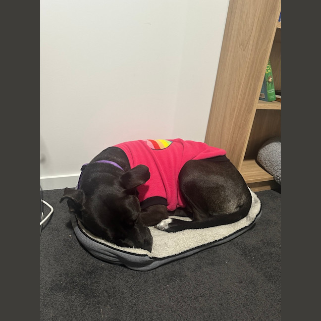 Photo of Chilli