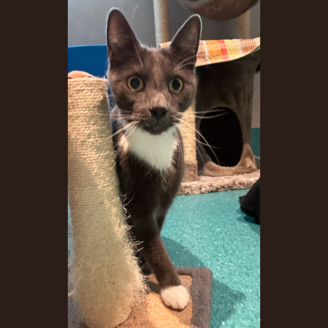 Photo of Sox