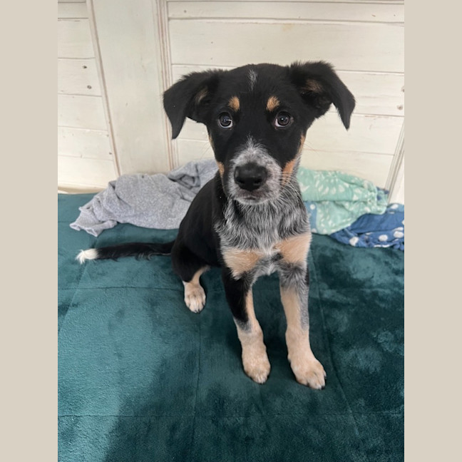 Photo of Chilly
