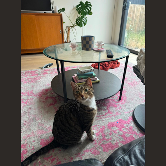 Photo of Lolo (Migallo)