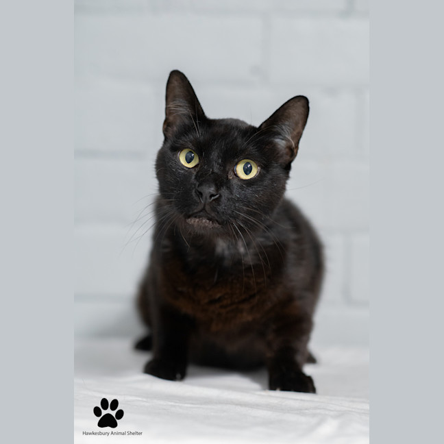 Photo of Kuro