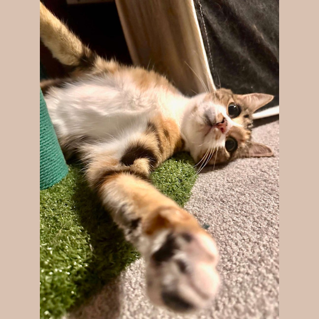 Photo of Moe   Located In Brunswick West