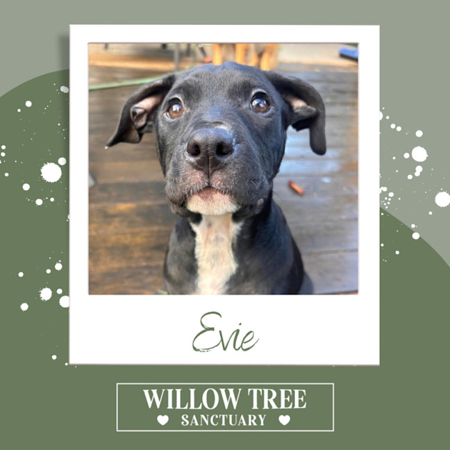Photo of Evie