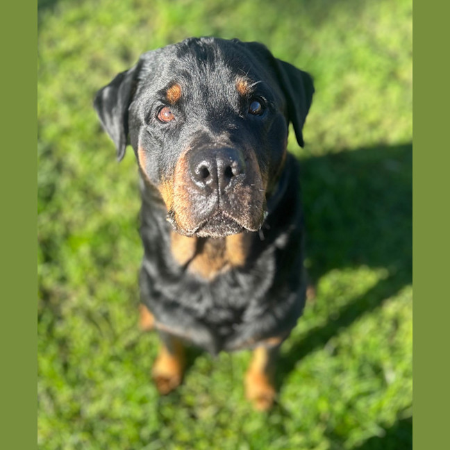 Photo of Hulk