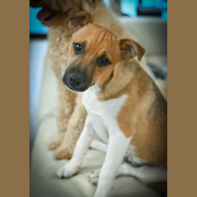 Photo of Cookie