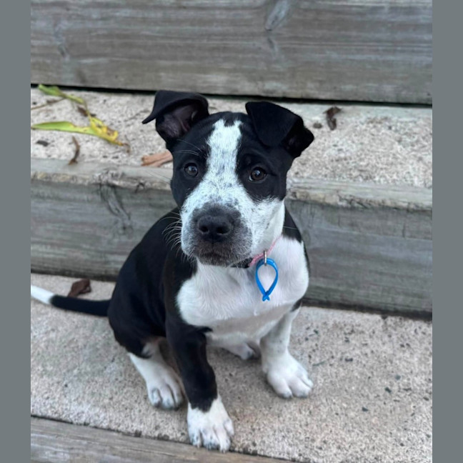 Photo of Nova