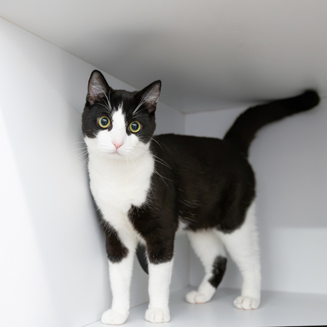 Photo of Domino