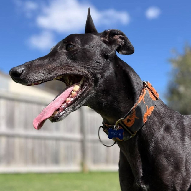Photo of Fiona The Greyhound