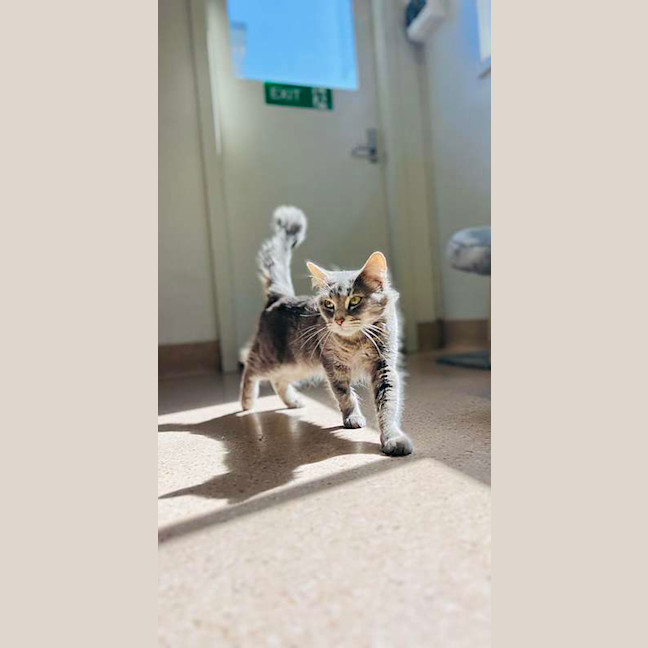 Photo of Momo