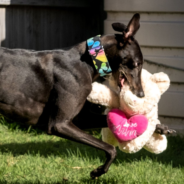 Photo of Poppet The Greyhound