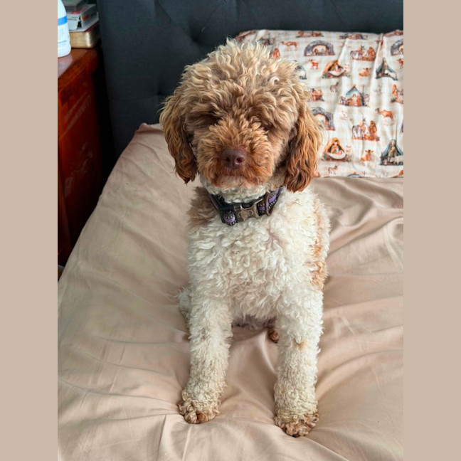 Photo of Bruno