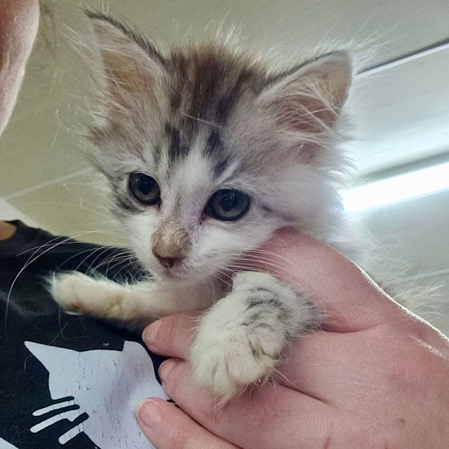 Photo of Tiny Dancer