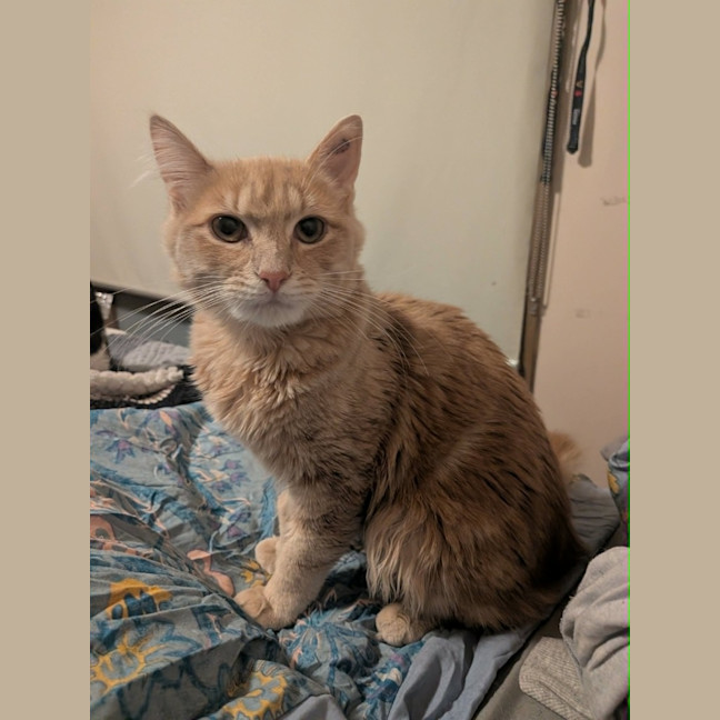 Photo of Mittens