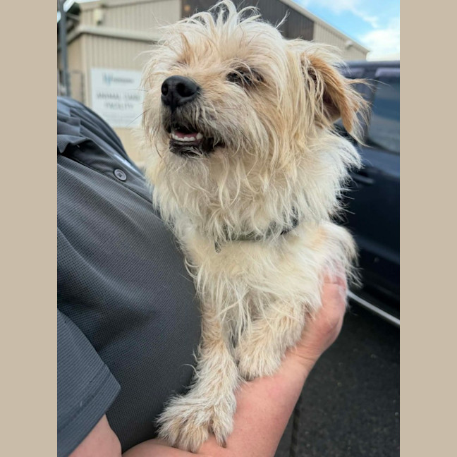 Photo of Odie