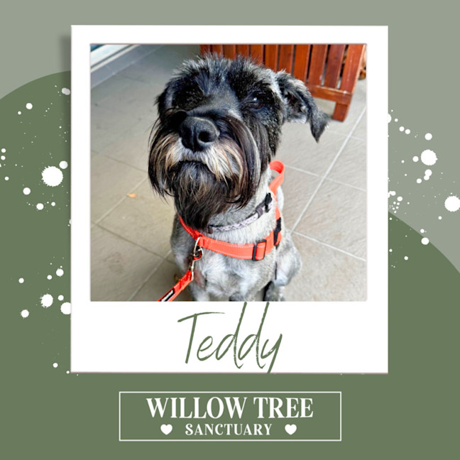 Photo of Teddy