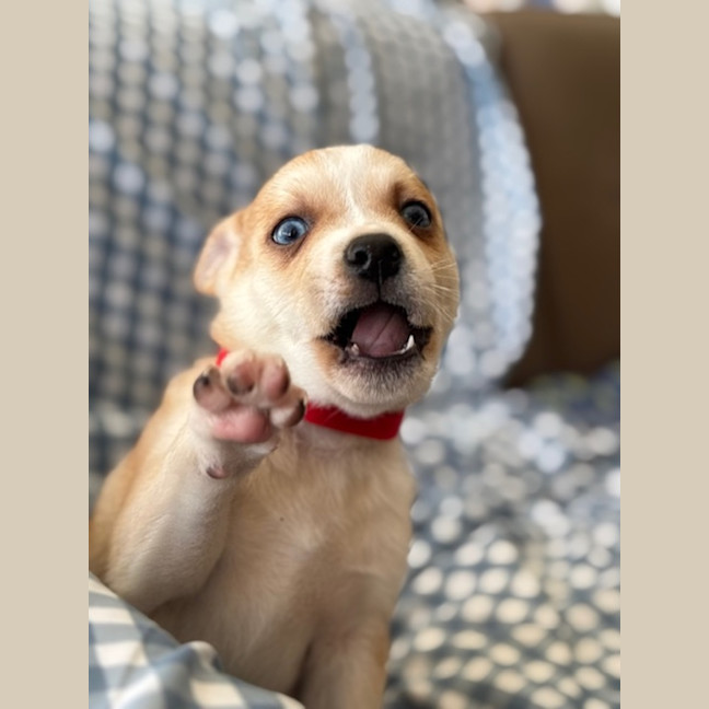 Photo of Bear