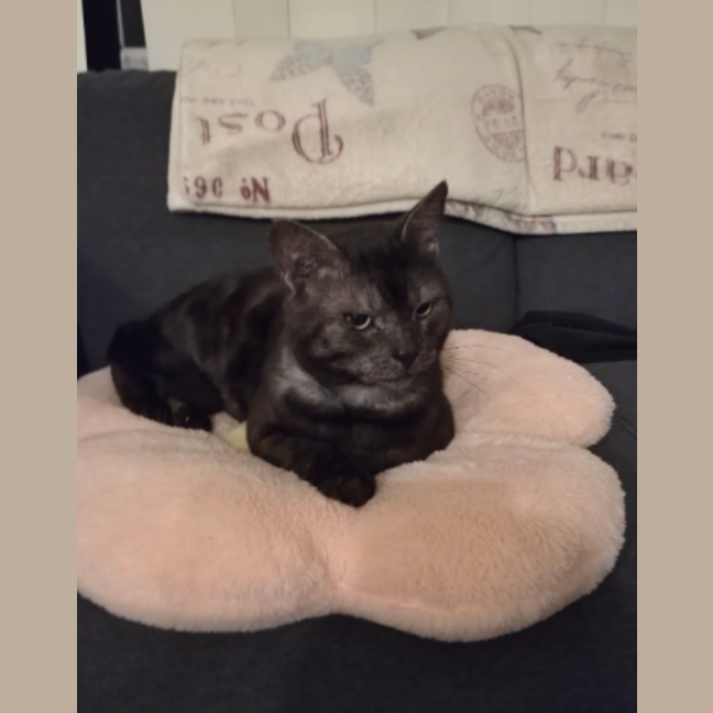 Photo of Nyx