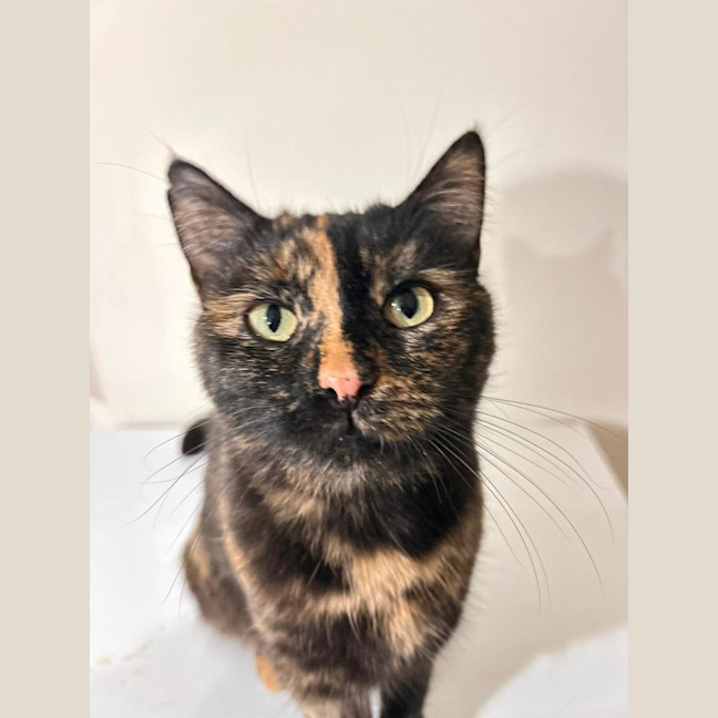Photo of Tortie