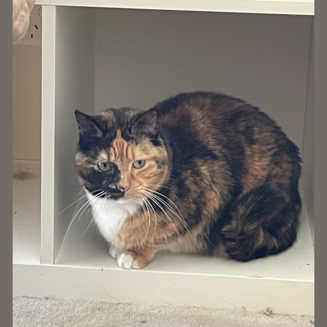 Photo of Chilli 🌺