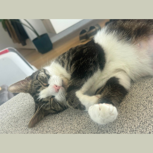 Photo of Blair Waldorf