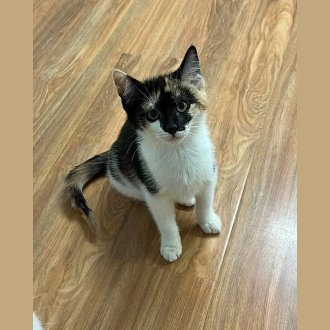 Photo of Cookie